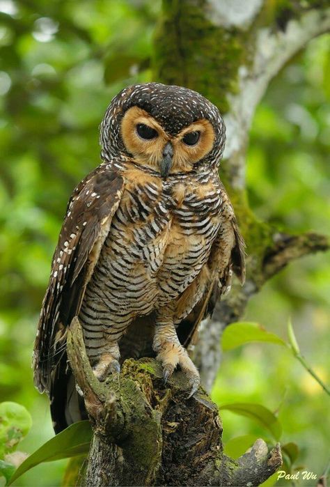 Spotted Wood Owl (Strix seloputo) Burma, Thailand, Vietnam Awesome Owls, Nocturnal Birds, Wood Owls, Owl Photos, Owl Pictures, Beautiful Owl, Owl Lovers, Owl Bird, Pretty Birds