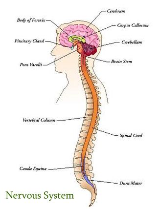 A labeled diagram of the nervous system Nervous System Diagram, Nervous System Anatomy, Human Skeleton Anatomy, Human Nervous System, Sistem Saraf, Neurological System, Fibro Warrior, Brain Anatomy, Brain Stem