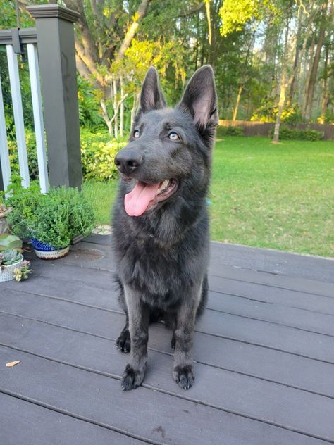 Blue germand shepherd puppy dog German Shepherd Cute, Extra Large Dog Breeds, Blue German Shepherd, Female German Shepherd, Types Of Dogs Breeds, All Types Of Dogs, Blue Bay, Pet Breeds, Large Dog Breeds