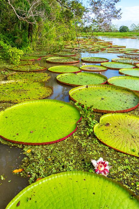 Vertical View Of Victoria Amazonica Plants, The  Free Stock Photo and Image 80648018 Amazon Rainforest Photography, Victoria Amazonica, Rainforest Project, Rainforest Photography, Outline Pictures, Amazon Rainforest, Nature Garden, Creative Images, Instagram Ads