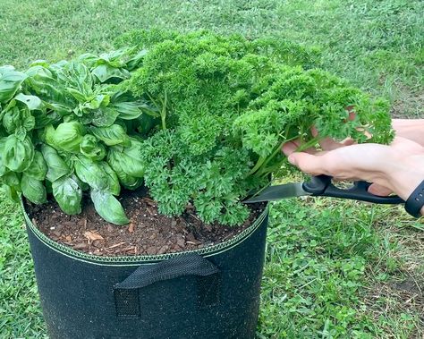 Harvest Parsley, Growing Parsley, Parsley Plant, Indoor Herbs, Container Herb Garden, Outdoor Herb Garden, Canning Ideas, Winter Vegetables Gardening, Spice Garden