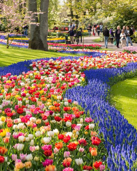 Stroll through the world's largest flower garden at Keukenhof, where millions of blooms paint a vibrant canvas. A must-see day trip from Amsterdam. 🌷🌼 📌 Keukenhof Gardens, Netherlands - - - #netherlands #netherlandsvacations #thenetherlands #visitnetherlands #netherlandsvacation #netherlandstravel #bestofnetherlands #netherlands🇳🇱 Keukenhof Gardens Netherlands, Netherlands Keukenhof, Amsterdam Keukenhof, Netherlands Nature, Keukenhof Gardens, Day Trips From Amsterdam, Netherlands Travel, Dream Destinations, Large Flowers