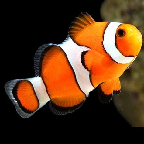 Marine-Clownfish-True-Percula-Clownfish-Tank-Raised-Med Fauna Marina, Clownfish, Beautiful Sea Creatures, Underwater Creatures, Pet Fish, Aquatic Animals, Saltwater Aquarium, Beautiful Fish, Clown Fish