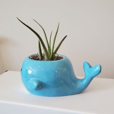 "This is a Live Air Plant in a Ceramic Whale Planter.  The planter dimensions are 6\" x 4\" x 2.5\", and the opening is about 2.5\" wide. It does have a drainage hole. Each pot is carefully hand planted with a live airplant in spanish moss, and will ship as shown.   You can also choose the option for a succulent instead, or the planter alone. I am happy to include gift wrapping and/or a gift message if requested. Will ship fully assembled, as shown in the photo. Includes care card with plant ID. Ceramic Animal Planter, Easy Pinch Pot Ideas, Whale Planter, Ceramic Whale, Whale Decor, Plant Nutrients, Animal Planters, Plant Gift, Clay Stuff