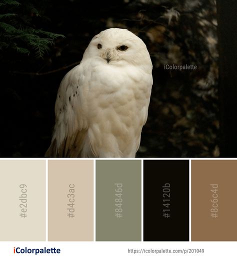 Color Palette ideas from 1706 Bird Images | iColorpalette Black And Nude Color Palette, Colour Palettes With Black, Birds Color Palette, Color Pallets With Black, Colours That Go With Black, Brown Black Color Palette, Color Palettes With Black, Black Color Palette Colour Schemes, Black And Brown Color Palette