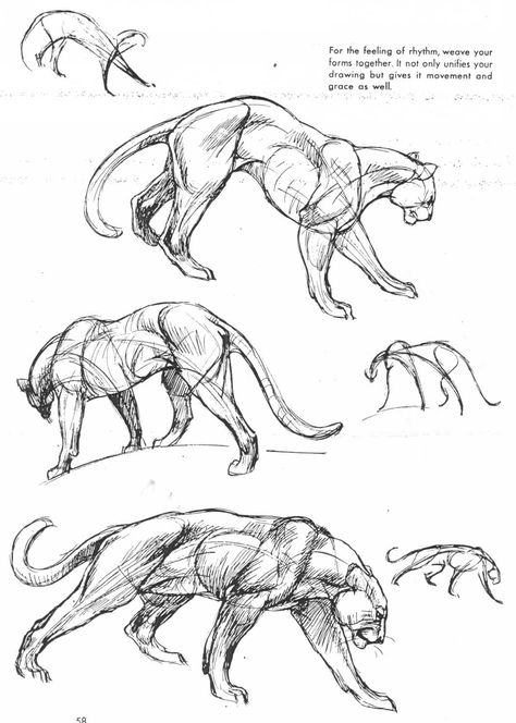 La puissance à l'état pur.                                                                                                                                                                                 More Feline Anatomy, Cat Anatomy, Cat Reference, Animal Study, Animal Drawing, Types Of Animals, Anatomy Drawing, Guided Drawing, Animal Sketches