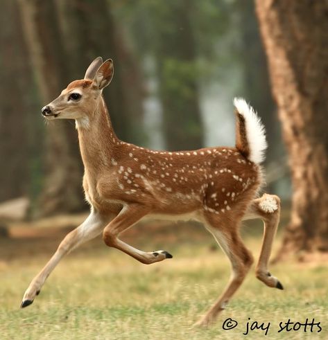 Deer Reference Poses, Deer Fawn Drawing, Deer Poses Reference, Fawn Drawing Reference, Animal Drawing Reference Photo, Fawn Reference, Deer Reference Photo, Deer Side Profile, Fawn Pictures