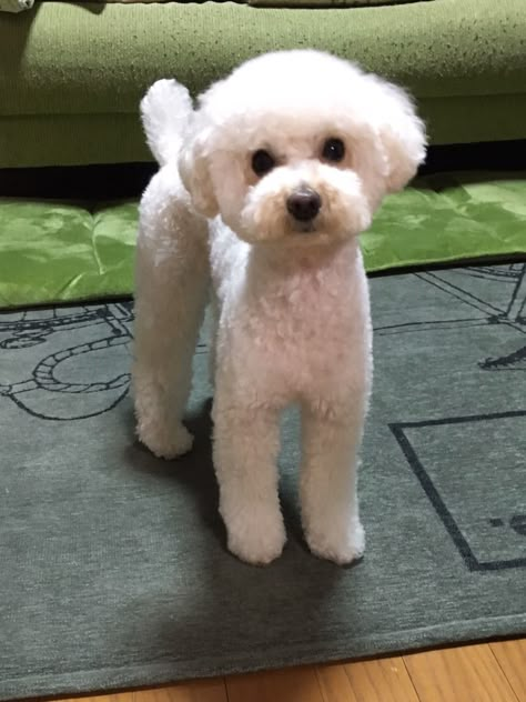 White Dog Haircut, Bichon Frise Short Haircut, Short Bichon Haircut, Bichon Frise Poodle Haircut Styles, White Maltipoo Haircut Styles, Bichon Poodle Mix Haircut, White Poodle Haircut Styles, White Toy Poodle Haircut Styles, Short Toy Poodle Haircut