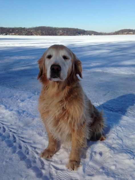 She's lost the gold in her face but she's still beautiful. - Imgur Golden Retriever Grooming, Dog Communication, Old Golden Retriever, Best Dog Breeds, Retriever Puppy, Sweet Dogs, Old Dogs, Golden Retrievers, Senior Dog