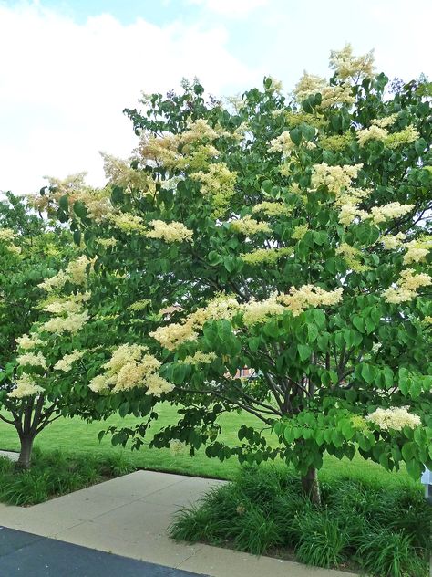 Lilac Tree Japanese Lilac, Small Ornamental Trees, Autumn Clematis, Smelling Flowers, Best Landscape, Bald Cypress, Lilac Tree, Japanese Tree, Flowering Tree