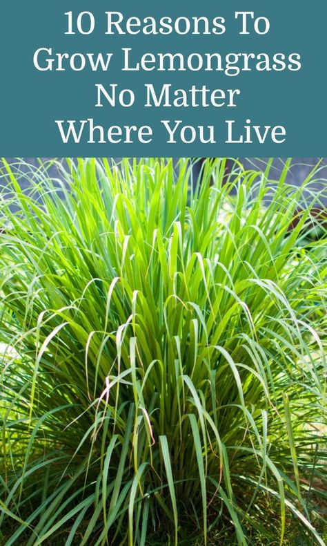 Planting Lemongrass In Pots, Lemongrass In Planters, Growing Lemongrass Outdoors, Lemon Grass Planter Ideas, Lemon Grass Bug Repellent, Planting Lemongrass Outside, Lemon Grass Landscaping Ideas, Lavender And Lemongrass Landscaping, Grow Lemongrass In Pots