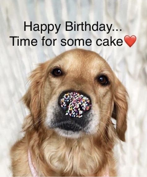 Happy Birthday Golden Retriever, Dog Birthday Wishes, Happy Birthday Wishes Pics, Birthday Wishes For Her, Happy Birthday Illustration, Birthday Wishes Pics, Happy Birthday Cat, Beautiful Birthday Wishes, Funny Happy Birthday Wishes