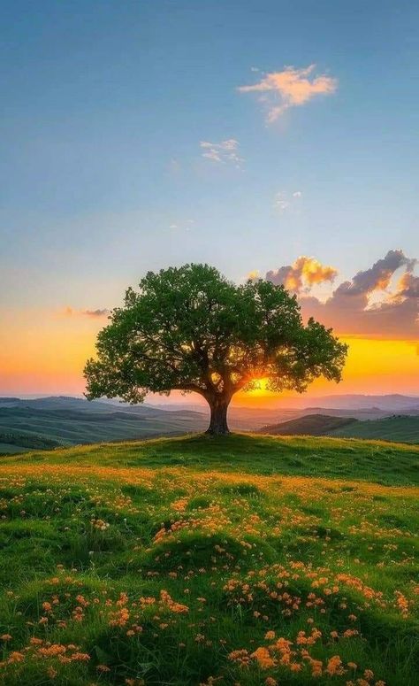 Foreground Photography, Landscape With Trees, Tree Pictures, Pretty Trees, Picture Tree, Beautiful Trees, Landscape Photography Nature, Tree Photography, Autumn Scenery