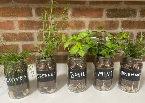 Mason Jar Herb Garden Indoor, Plants In Glass Jars, Mason Jar Plants, Mason Jar Garden, Growing Thyme, Best Herbs To Grow, Mason Jar Herb Garden, Mason Jar Planter, Herbs To Grow