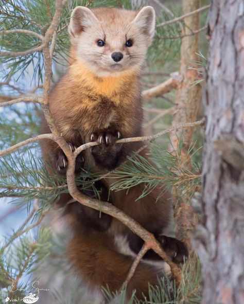 Pine Martens, Pine Martin, American Marten, Nature Sleeve, Creature Reference, Pine Marten, Herding Cats, Japanese Animals, Wild Animals Photos