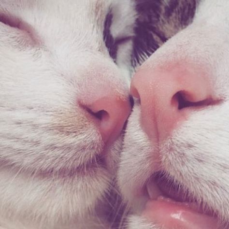 Sunday sleepy heads. ♡ #adorable . . . . . #naturalproducts #sundaysleepin #sleepysunday #cuteanimals #adorableanimals #crueltyfree #animalrights #sundayvibes #crueltyfreebeauty #crueltyfreemakeup #ecobeauty #lovelovelove #luxe Cat Teeth, Sleeping Cats, 2 Cats, Two Cats, White Cats, Cute Kittens, Secret Obsession, Pretty Cats, Crazy Cat Lady