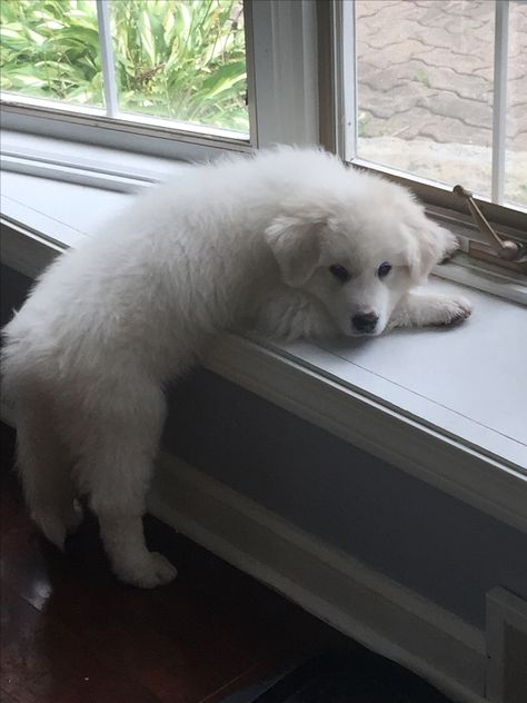 Kaya-Great Pyrenees Great Pyrenees Puppy Aesthetic, Cute Great Pyrenees, Golden Pyrenees, Pyrenees Puppies, Maremma Sheepdog, Great Pyrenees Puppy, Pyrenees Dog, Great Pyrenees Dog, Daisy Dog