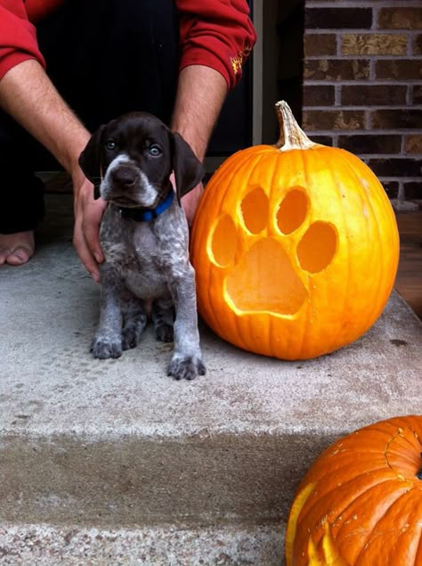 GSP LOVE | This picture shouldn't even be legal❤️ White Pumpkin Painting Ideas Aesthetic, Puppy Pumpkin Carving, Pumpkin Carving Ideas Dog, Dog Pumpkin Carving Ideas, Dog Pumpkin Carving, Paw Pumpkin, Pumpkin Carving Ideas Easy, Puppy Pumpkin, Pointer Puppy