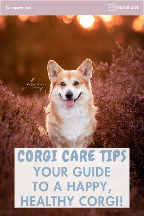 Corgi Care Tips Funny Corgi Pictures, Mini Corgi, Corgi Dog Breed, Corgi Breeds, Corgi Facts, Corgi Face, Fluffy Corgi, Baby Corgi, Cute Corgi Puppy