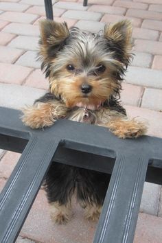 20 Things All Yorkie Owners Must Never Forget Yorkshire Terriers, Yorkie Dogs, Yorkshire Terrier Puppies, Terrier Puppies, Yorkie Puppy, Lap Dogs, Poodle Puppy, Dog Behavior, Little Dogs