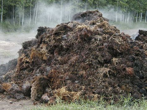 It's the one thing you can count on with horses—a lot of manure. Increasingly, barns are using new ways to dispose of waste. Horse Manure, Perennial Grasses, Raw Dog Food Recipes, Sustainable Agriculture, Soil Health, Grass Seed, Soil Improvement, Composting, Horse Farms