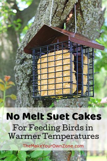 No Melt Suet Cakes For Birds No Melt Suet, Hunting Recipes, Suet Recipe, Backyard Birds Watching, Backyard Birds Sanctuary, Backyard Birds Feeders, Suet Bird Feeder, Bird Suet, Suet Cakes