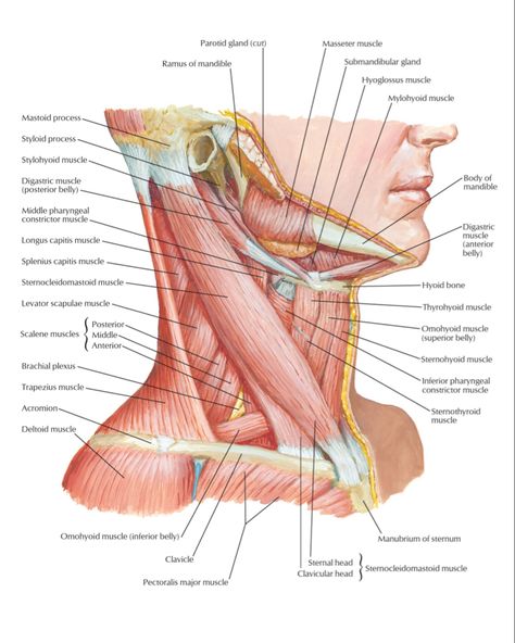 Neck Muscle Anatomy, Head Muscles, Parotid Gland, Remedial Massage, Health Medicine, Yoga Guide, Muscle Anatomy, Feeling Discouraged, Muscle Body