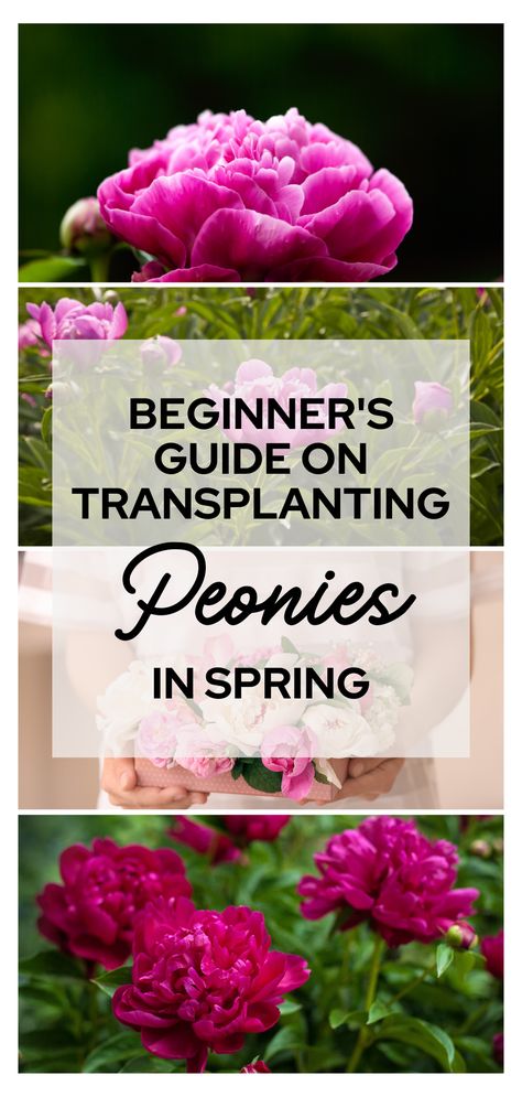 Moving your peonies can be risky if you don't know what to consider when transplanting them. Don't worry, we got you! This article will be your guide in successfully transplanting your peonies in spring. #Peony #Peonies #FlowerGarden #Gardening #GardenCare #Transplanting #TransplantingPeony #PeonyGarden #Gardening101 When To Transplant Peonies, How To Transplant Peonies, Moving Peonies, Transplanting Peonies, Double Peony, Peony Care, Spring Peony, Planting Peonies, Peony Garden