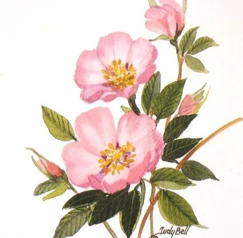 North Dakota prairie rose Rose Drawing Watercolor, Wildrose Tattoo, Wild Rose Tattoo, Wildflower Watercolor, Prairie Rose, Tattoo Rose, Paint Flowers, Hummingbird Tattoo, Drawing Watercolor