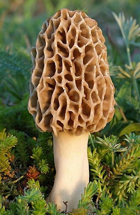 Morel Mushroom Hunting, Mushroom Spores, Mushroom Kits, Mushroom Grow Kit, Mushroom Pictures, Garden Mushrooms, Plant Fungus, Morel Mushroom, Edible Mushrooms