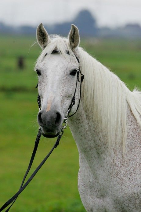 Shagya Arabian Horses, Shagya Arabian, Arabian Horses, Sport Horse, Arabian Horse, Horse Breeds, Baby Animals, Horses, Animals