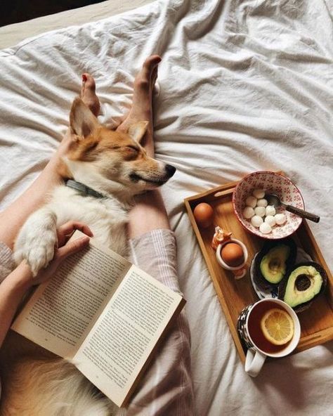 Dog Photoshoot, Cozy Aesthetic, Sleeping Dogs, Corgi Dog, Little Puppies, Comfy Cozy, 귀여운 동물, Dog Life, Animal Photography