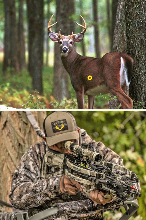 The Do’s and Don’ts of Crossbow Shot Placement on Whitetails Deer Hunting Essentials, Deer Shot, Deer Hunting Accessories, Light Academia Decor, Hunting Essentials, Whitetail Hunting, Whitetail Deer Hunting, Deer Hunting Tips, Crossbow Hunting