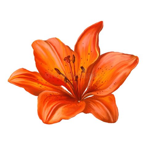 Lily vector illustration hand drawn painted stock illustration Orange Lily Flower, Tiger Lily Flowers, Hand Watercolor, Lilies Drawing, Watercolor Tiger, Beach Art Painting, Salon Logo Design, Lily Painting, Orange Wallpaper