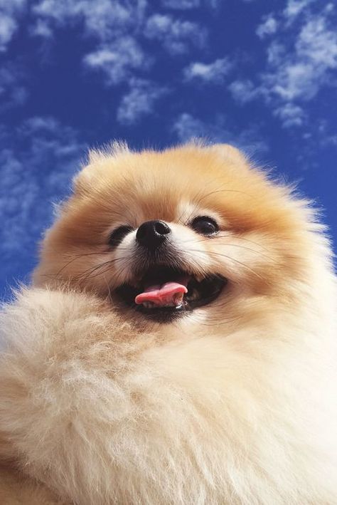 Pomeranian Dog Blue Sky Healthiest Dog Breeds, Spitz Pomeranian, Cute Dog Wallpaper, Cute Pomeranian, Pomeranian Puppies, Pomeranian Dog, Pomeranian Puppy, Fluffy Dogs