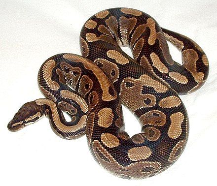 Python Royal, Ball Python Care, Python Regius, Cool Snakes, Types Of Snake, Ball Python Morphs, Otaru, Python Snake, Pet Snake