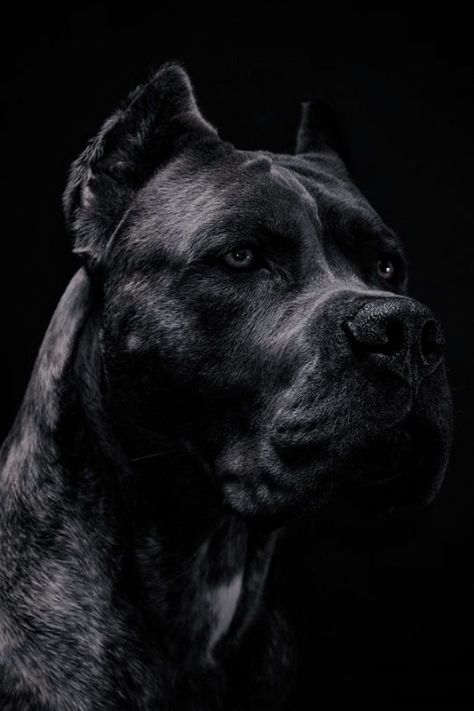 Black Cane Corso, Chien Cane Corso, Regard Animal, Bully Breeds Dogs, Cane Corso Puppies, Cane Corso Dog, Corso Dog, Scary Dogs, Bully Dog