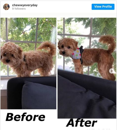 Top 8 Maltipoo Haircuts (Lots of Pics!) & Grooming Tips - Doodle Doods Maltipoo Haircut Styles, Maltipoo Haircuts, Lamb Cuts, Dog Clippers, Puppy Cut, Dog Haircuts, Maltipoo Puppy, Mini Poodles, Detangler Spray