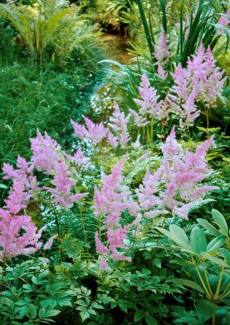 How to Plant and Grow Astilbe Astilbe Flower, Astilbe Arendsii, Blooming Perennials, Garden Nook, Shade Perennials, Veg Garden, Succulents In Containers, Container Gardening Vegetables, Garden Pictures