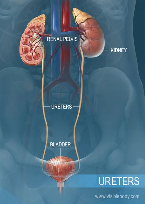 The ureter as it leads from the kidneys to the urinary bladder Kidney Anatomy, Urinary Bladder, Human Body Organs, Gross Anatomy, Biology Art, Human Body Anatomy, Medical School Essentials, Medical Anatomy, Diagram Design