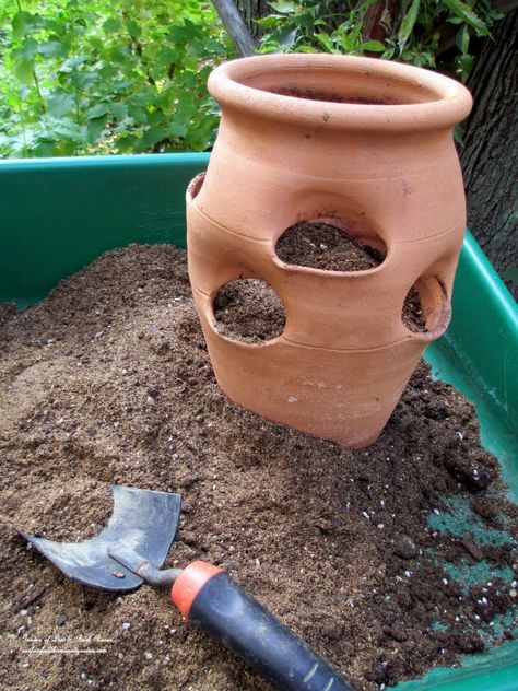 IMG_0490 Red Leaf Plant, Strawberry Pot, Strawberry Planter, Strawberry Pots, Cinder Block Garden, Strawberry Planters, Planter Project, Succulent Garden Design, Custom Planters