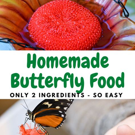 Butterfly Palace: Homemade Butterfly Food Easy DIY! Butterfly Nectar Feeder, Diy Butterfly Feeder How To Make, Butterfly Food Feeder, Butterfly Bath Diy, Butterfly Nectar Recipe, Butterfly And Bee Water Station, Butterfly Drinking Station, Diy Butterfly Garden Ideas, Butterfly Feeders Diy How To Make