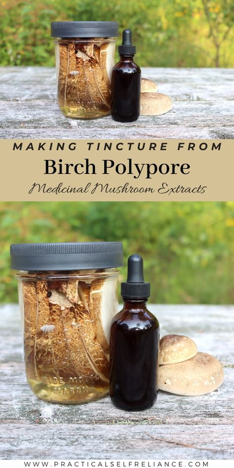 Birch Polypore Recipe, Polypore Mushrooms, Birch Polypore, Mushroom Tincture, Tinctures Recipes, Herbal Remedies Recipes, Claim To Fame, Evil Wizard, The Iceman