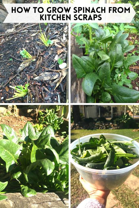 Grow From Kitchen Scraps, How To Grow From Scraps, Grow Spinach From Scraps, Kitchen Scrap Gardening, Grow Vegetables From Scraps, Regrow Vegetables From Scraps, Growing Vegetables From Scraps, Scrap Gardening, How To Grow Dill