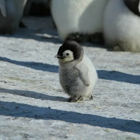 Penguin Facts, Dream Pet, Cutest Babies, Puppy Wallpaper, Söt Katt, Animal References, Baby Animals Pictures, Baby Penguins