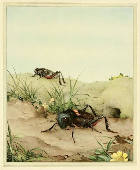 Fabre’s Book of Insects (1921) – The Public Domain Review Insect Art, Scientific Illustration, Posters And Prints, Natural History, The Field, Vintage Prints, Printmaking, Posters Art Prints, Vintage Art