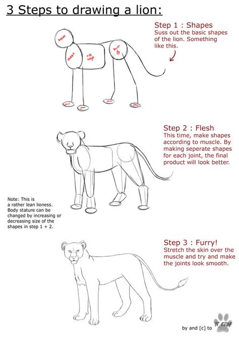 Lion+Anatomy+tutorial+by+it-ktdf.deviantart.com+on+@deviantART Anatomy Basics, Lion Anatomy, Graphic Novel Illustration, Lion Drawing, Animal Reference, Draw Animals, Anatomy Tutorial, Animal Anatomy, Anatomy Drawing