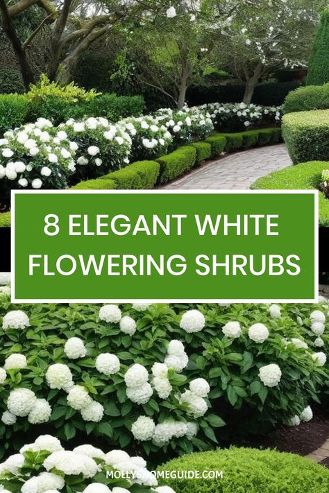 Discover the beauty of white flowering shrubs with our curated collection. From must-have favorites to fast-growing varieties, these high-impact bushes with pretty white flowers are perfect for creating stunning hedges or adding fragrance to your garden. Explore top options like Mock Orange shrubs, Summer Snowflake Viburnum, and Deutzia Nikko for a touch of elegance. Star Magnolia Shrub, Japanese Bushes Shrubs, White Flower Shrubs, White Flowers Front Yard, Chinese Snowball Viburnum, White Azaleas Landscape, Deutzia Nikko, White Flower Bush, Viburnum Hedge