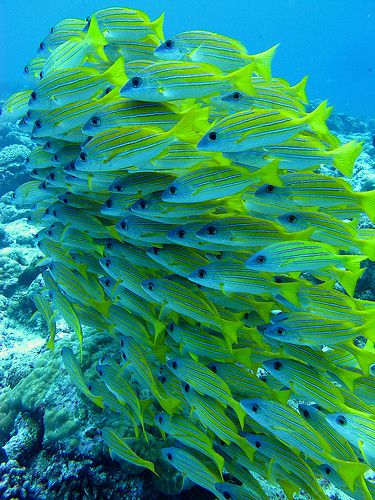 Creature Marine, Fauna Marina, Life Under The Sea, Beneath The Sea, Under The Ocean, Beautiful Sea Creatures, Underwater Creatures, Underwater Life, Water Life