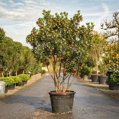 Strawberry Companion Plants, Arbutus Tree, Creative Gardens, Arbutus Unedo, White Flowering Trees, Hydrangea Tree, Strawberry Tree, Cupressus Sempervirens, Architectural Plants